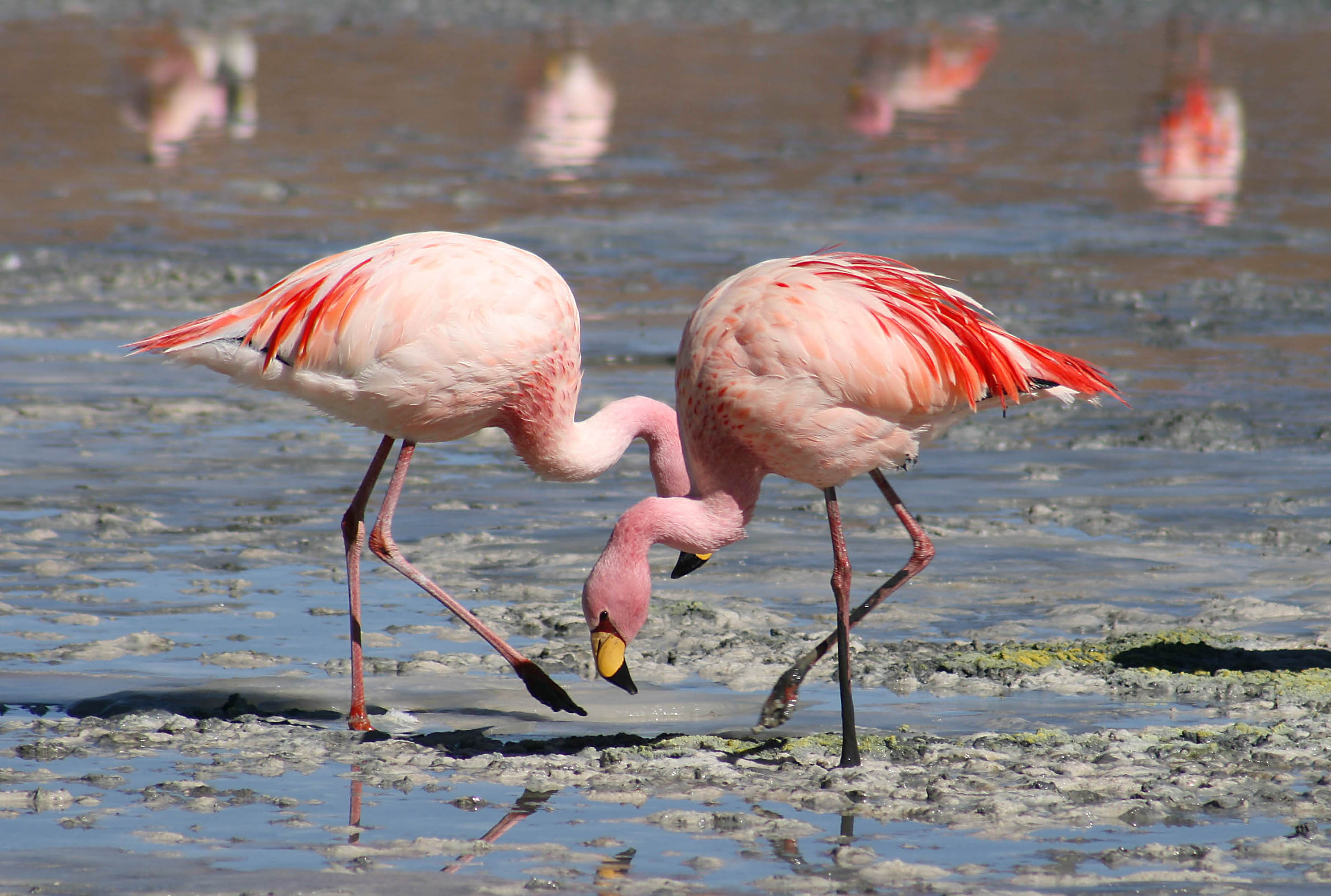 flamingo-facts-for-kids-flamingo-behavior-diet