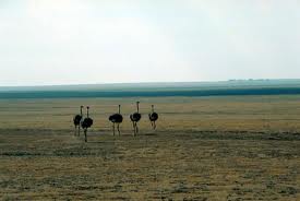 Five ostriches - Where do ostriches live