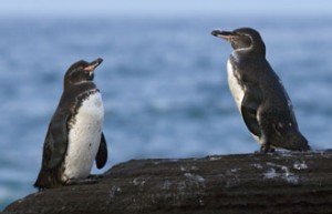 Galapagos Penguin Facts