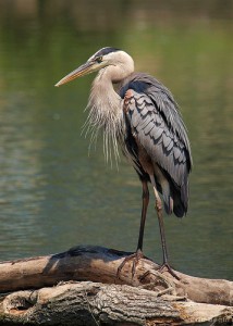 Great Blue Heron Facts - Great Blue Heron Habitat