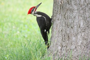 Great Slaty Woodpecker - Types of woodpeckers