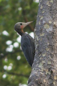 Great_Slaty_Woodpecker