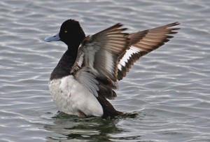 Types of Ducks - Greater Scaup