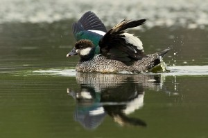 Types of Ducks - green pygmy goose