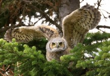 great horned owl facts - Juvenile Great Horned Owl