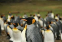 King penguin - Types of penguins