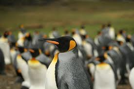 King penguin - Types of penguins