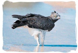 Martial Eagle