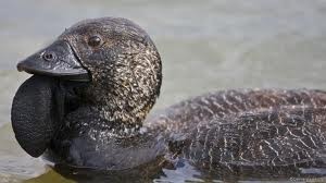 Types of Ducks - musk Duck