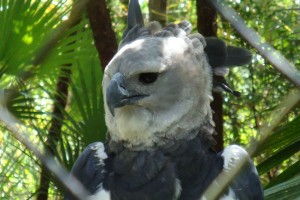 Harpy Eagle Facts - Harpy Eagle