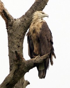 Pallas's Fish Eagle