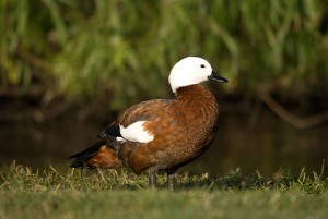 Types of Ducks - Paradise Shelduck