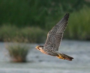Peregrine Falcon Facts - Peregrine Falcon