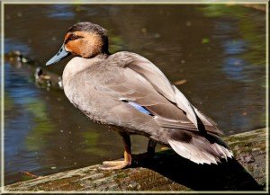 Types of Ducks - Philippine Duck
