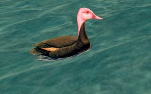 Types of Ducks - Pink-headed Duck