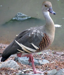 Types of Ducks - plumed whistling duck