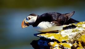 Atlantic puffin facts