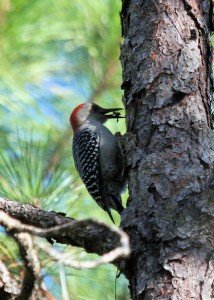 types of woodpeckers