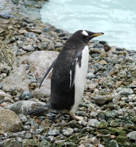 Rockhopper penguin facts