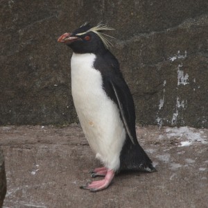 Rockhopper penguin facts