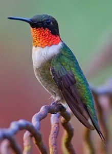 Ruby throated Hummingbird Facts