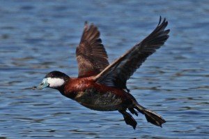 Types of Ducks - ruddy duck