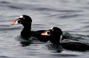 Types of Ducks - scoter