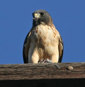 types of hawks