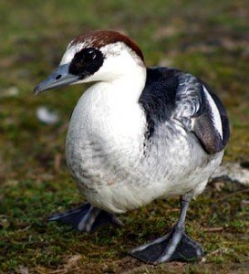 Types of Ducks - smew
