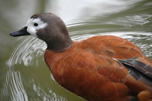 Types of Ducks - South African Shelduck