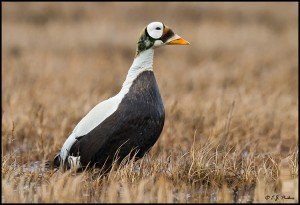 Types of Ducks - Spectacled Duck