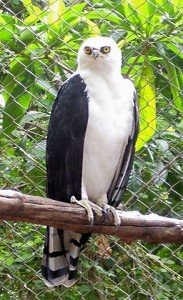 Spizastur_melanoleucus