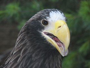 Stellers_Sea_Eagle