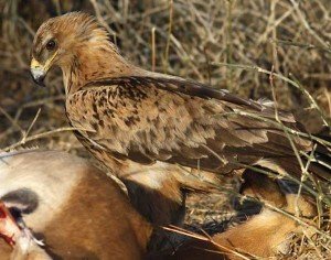 Tawny Eagle
