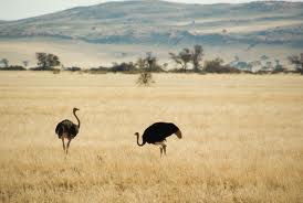 Two Ostriches - What do Ostriches Eat