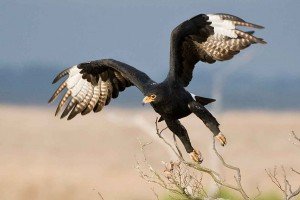 Verreaux's Eagle