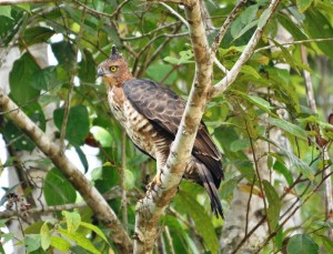 Wallace's Hawk-Eagle