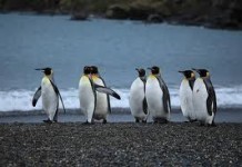 Where do penguins live