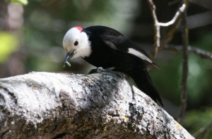 White-headed Woodpecker