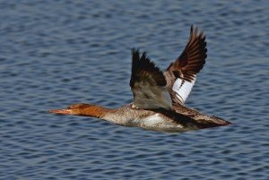 Types of Ducks - white winged scoter