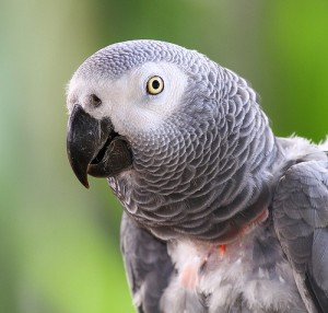 African Grey Parrot Facts - African Grey Parrot