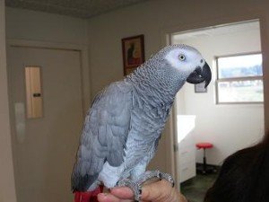 African Grey Parrot Facts - African Grey Parrot