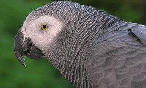 African Grey Parrot Facts - African Grey Parrot