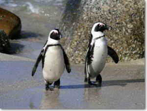 African Penguin Facts - African Penguin