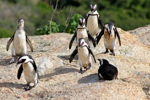 African Penguin Facts - African Penguin