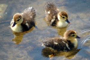 what do baby ducks eat