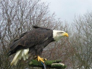 bald eagle
