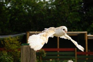 Barn owl facts