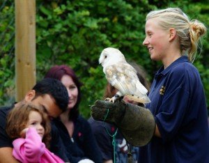 barn owl behavior
