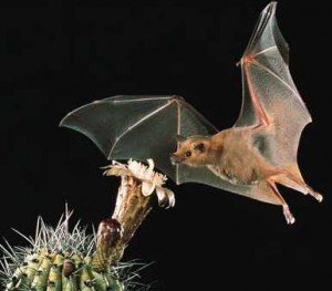 What do bats eat - how do bats fly